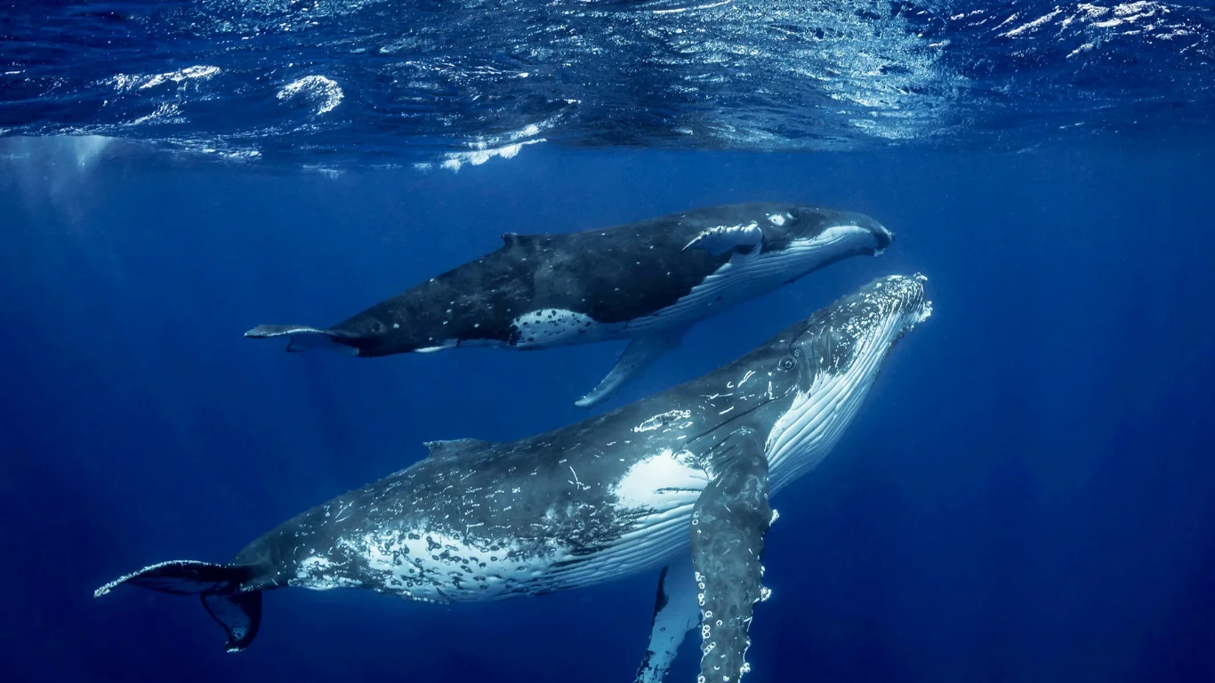 Kitlar sut emizadi: dengiz gigantlarining hayratlanarli siri