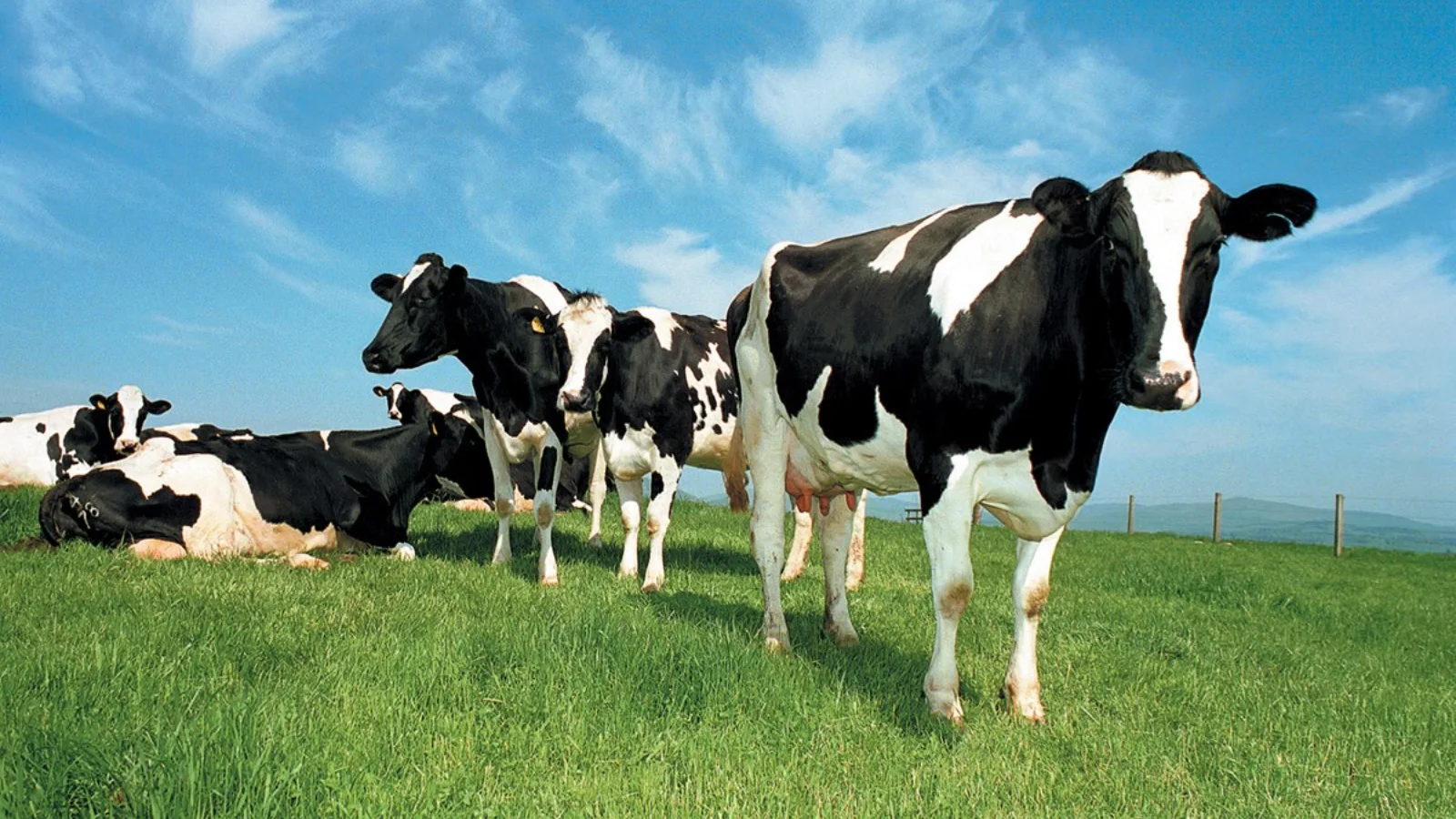 Özbekistan’da hayvan sağlığı ayı başlamıştır