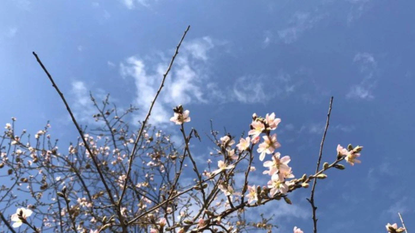 Ҳафта бошида Ўзбекистонда об-ҳаво қандай бўлади?