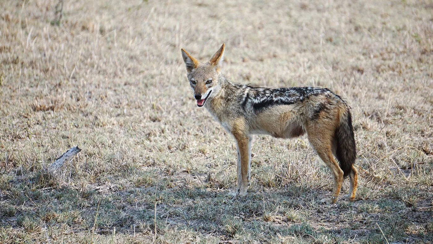 Qozogʻistonda shoqol qishloqqa kirib odamlarga hujum qildi