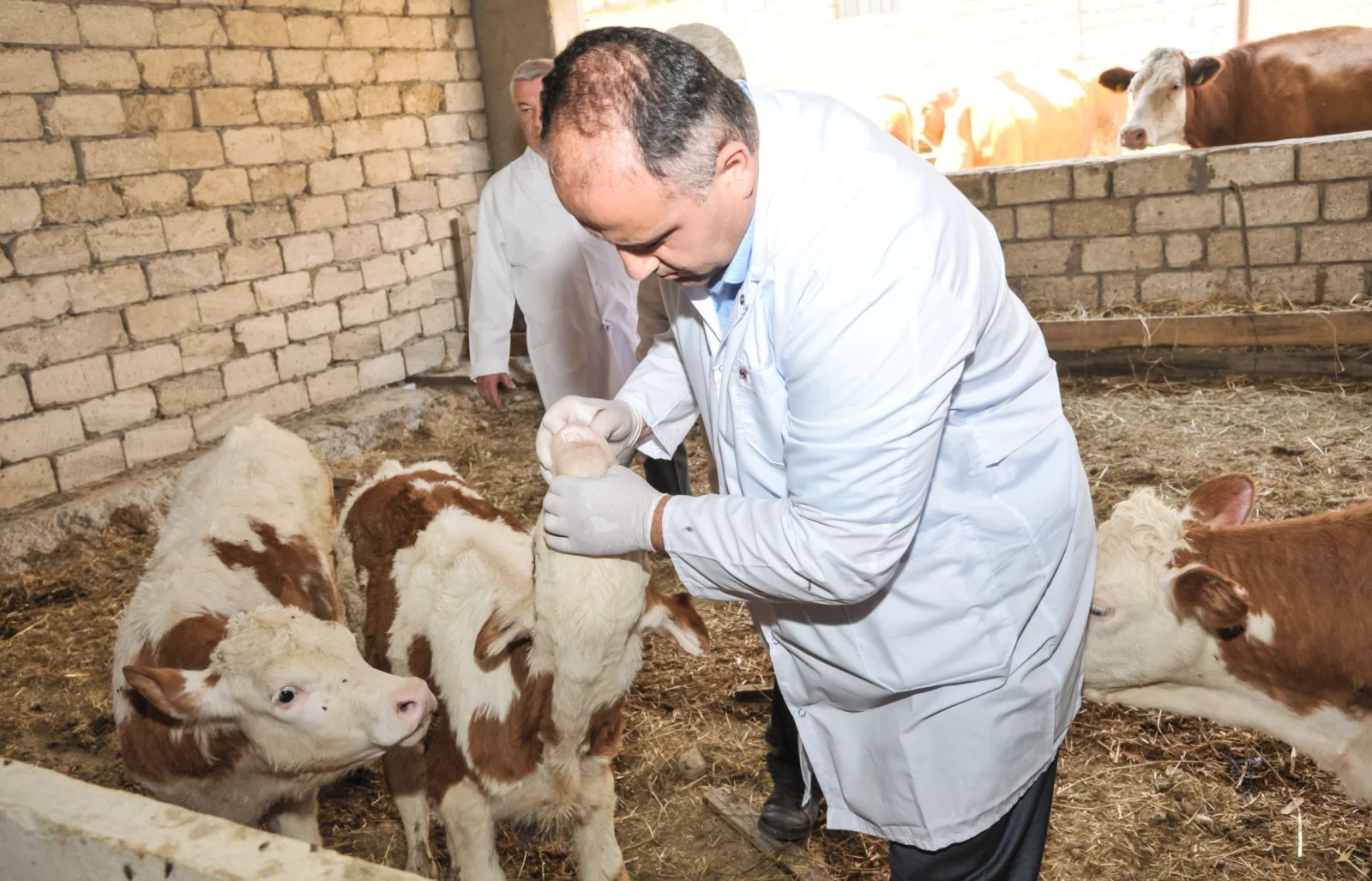 Hayvan hastalıkları için yeni karantina kuralları onaylandı