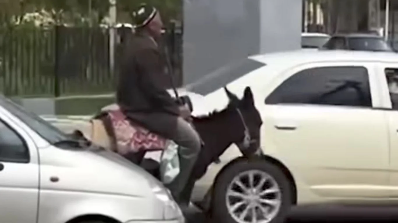 Jizzaxda otaxon eshakda ham yo‘l qoidalariga amal qildi