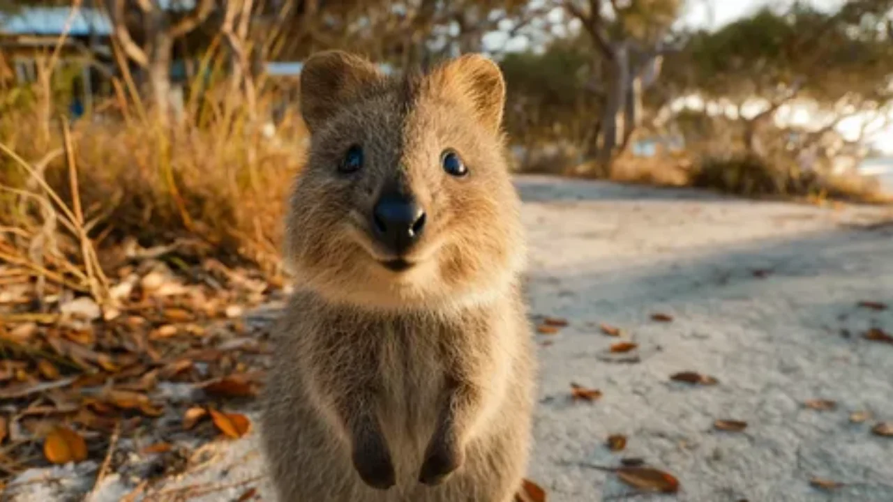 Австралияда Роттнест оролида квоккаларга ресторанга кириш тақиқланди
