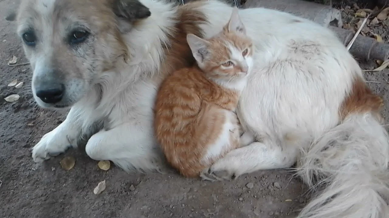 Кўп квартирали уйларда янги тақиқлар жорий этилди