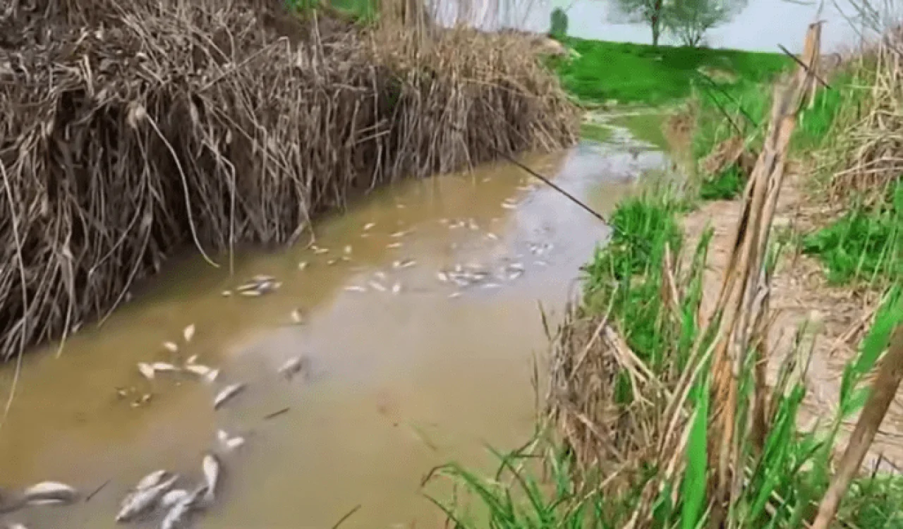The cause of fish deaths in the Achchisoy canal in Zangiota has been determined