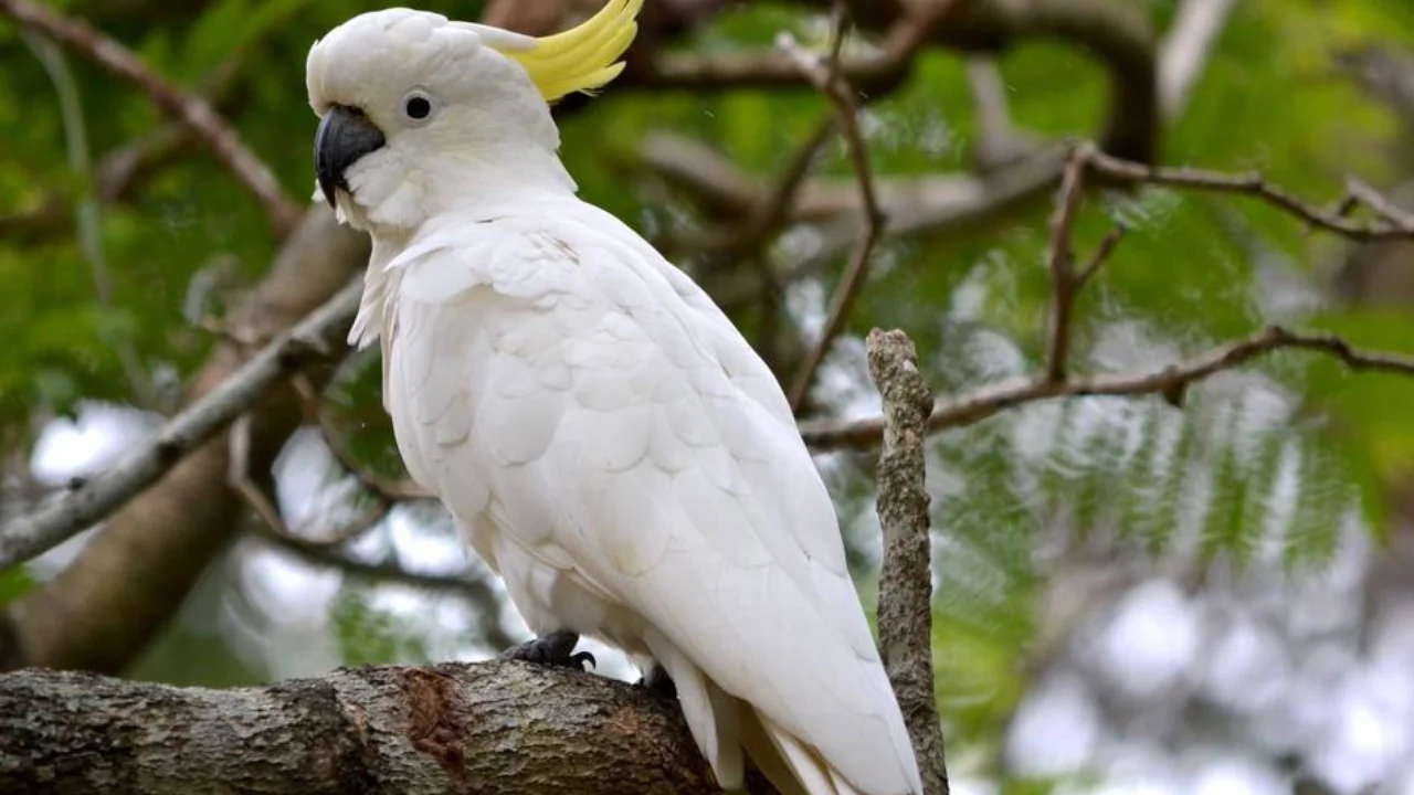 El robo del siglo: loros roban una pizza