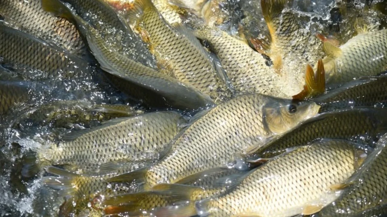 Which regions are leading in fish farming in Uzbekistan?