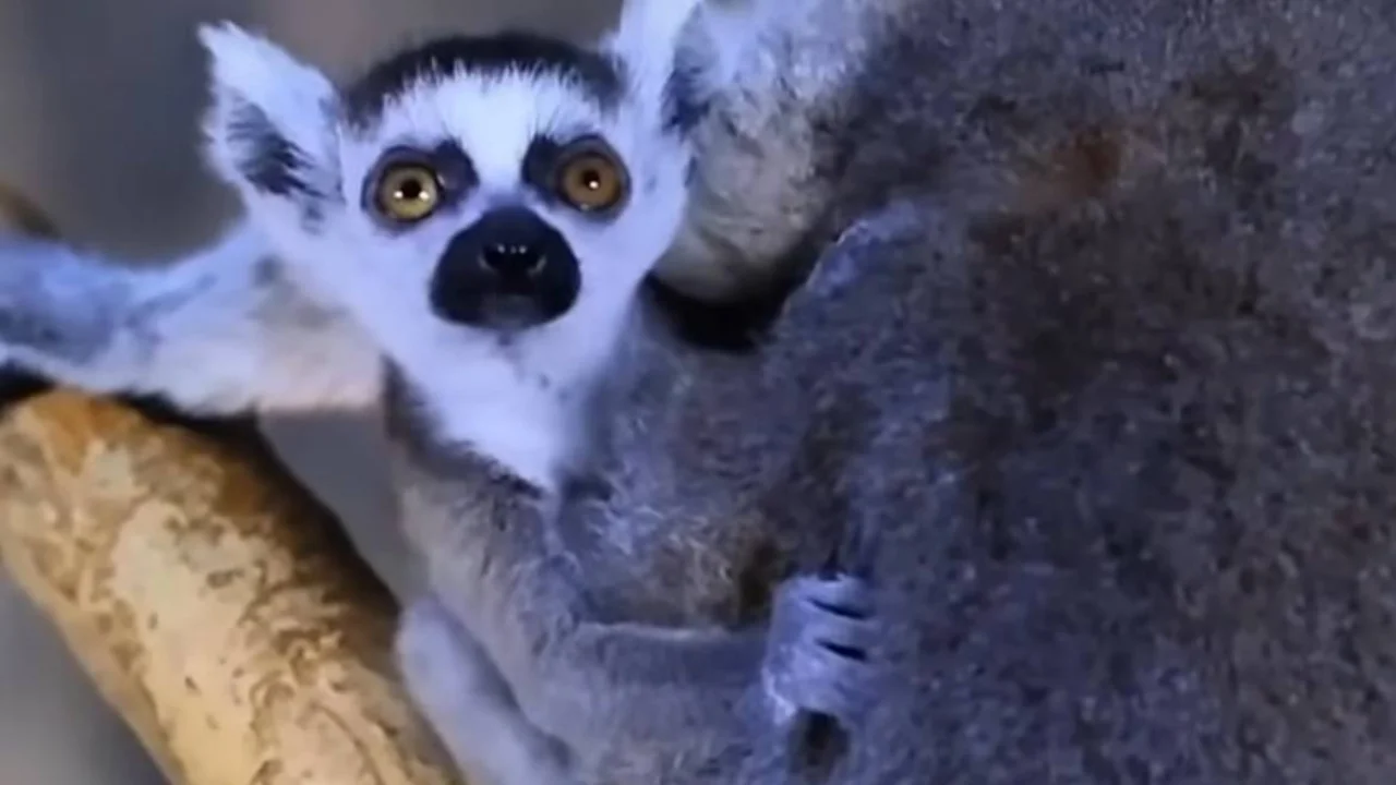 Toshkent hayvonot bogʻida lemur bolasi dunyoga keldi va u diqqat markazida