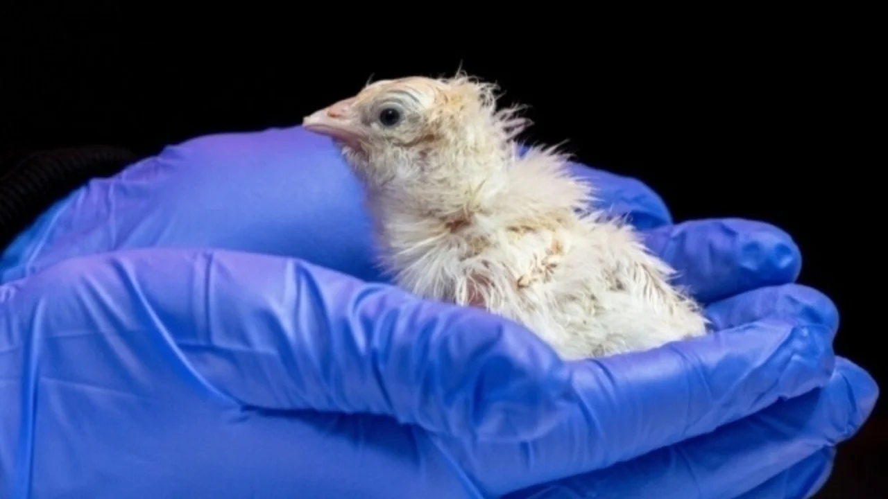 Sensación científica: nace un pollito vivo de un huevo artificial