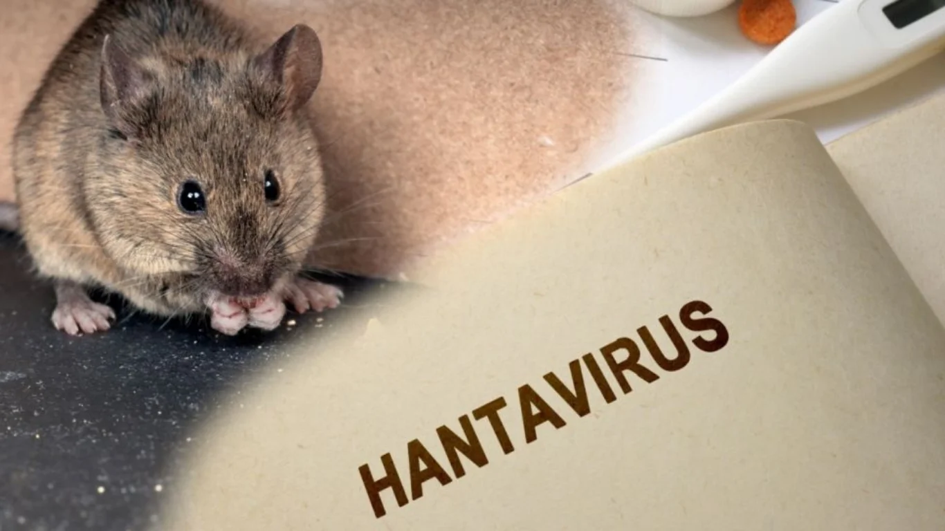 La menace du Hantavirus a-t-elle atteint l'Ouzbékistan ?