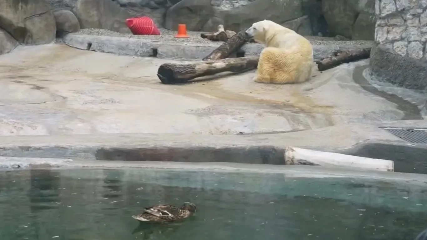 Moskauer Zoo'ida oq ayiq o'rdak bilan do'stlashmoqda