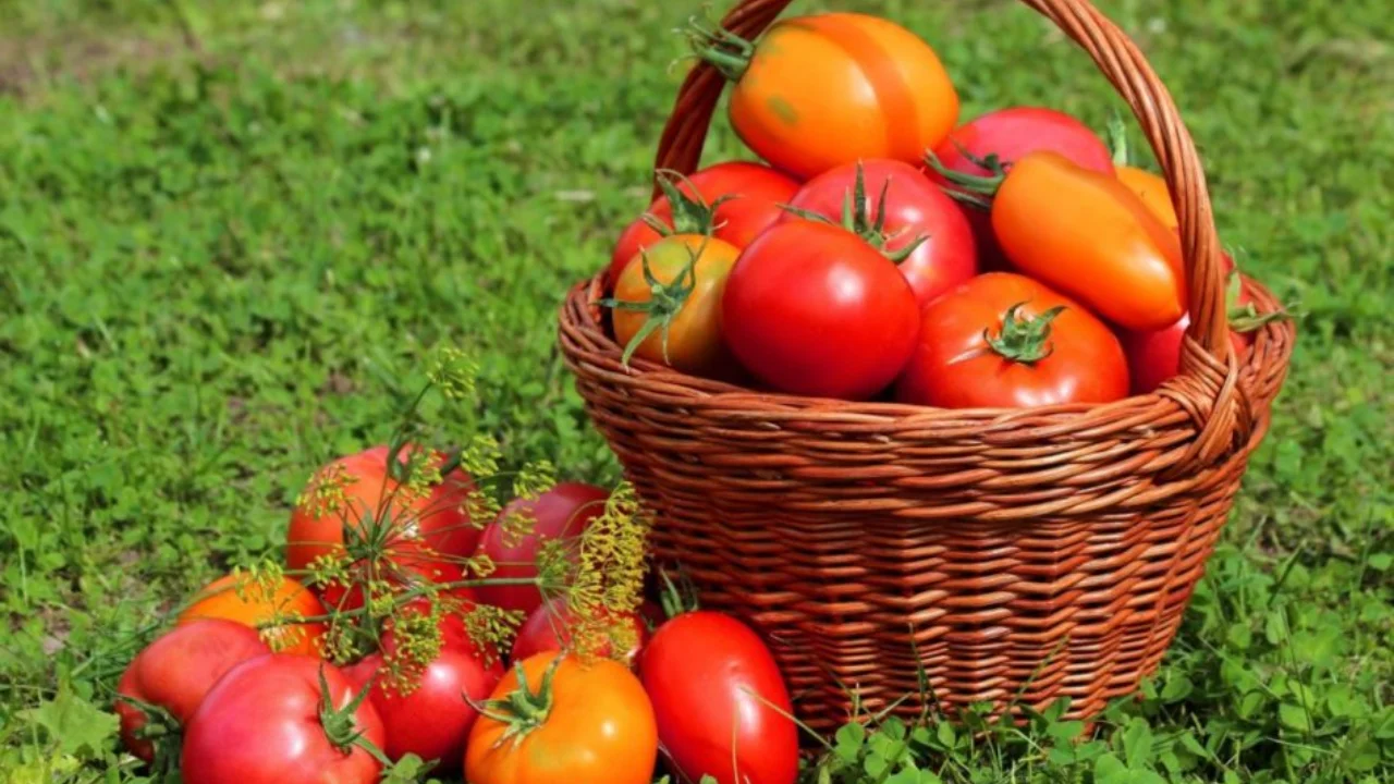 Pour qui une consommation excessive de tomates est-elle dangereuse ?