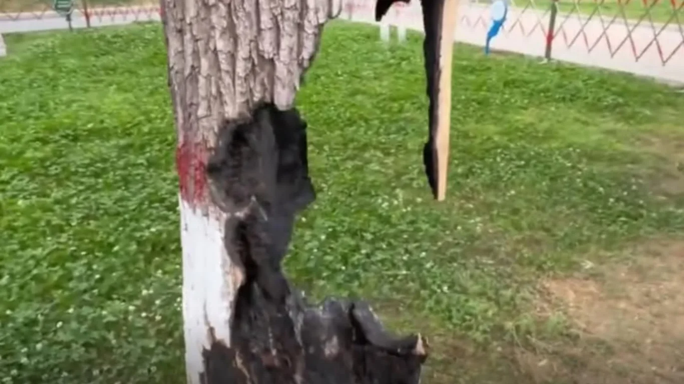 Hollowed-out 'ghost tree' discovered in Uzbekistan
