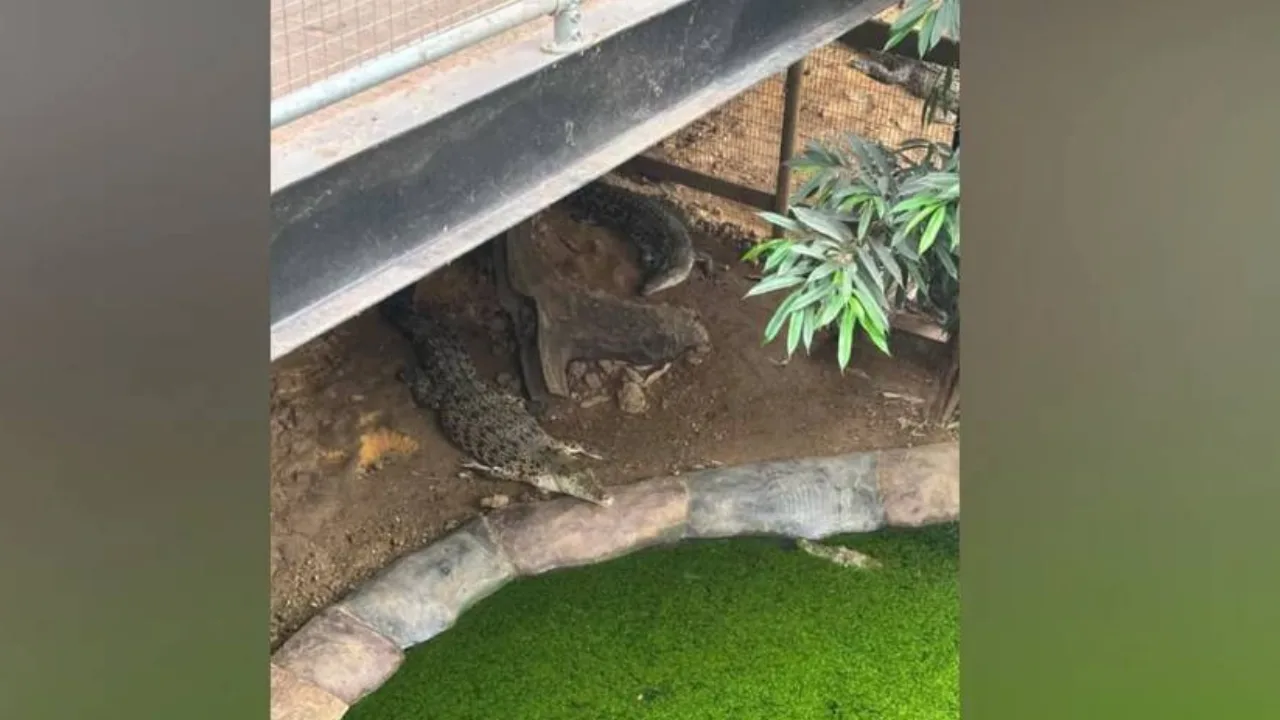 Man Arrested for Suspectedly Throwing 3-Year-Old Into Crocodile Enclosure in England