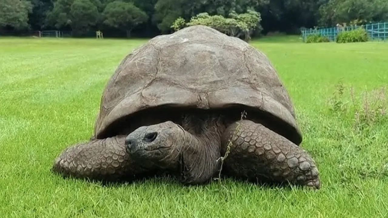Katta toshbaqa yashil maysazorda turibdi.