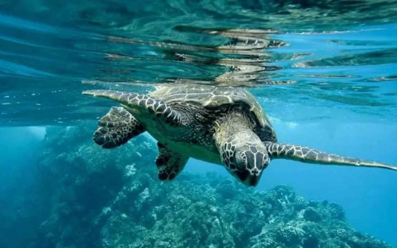 Spy turtles and fish cause a stir in Chinese waters