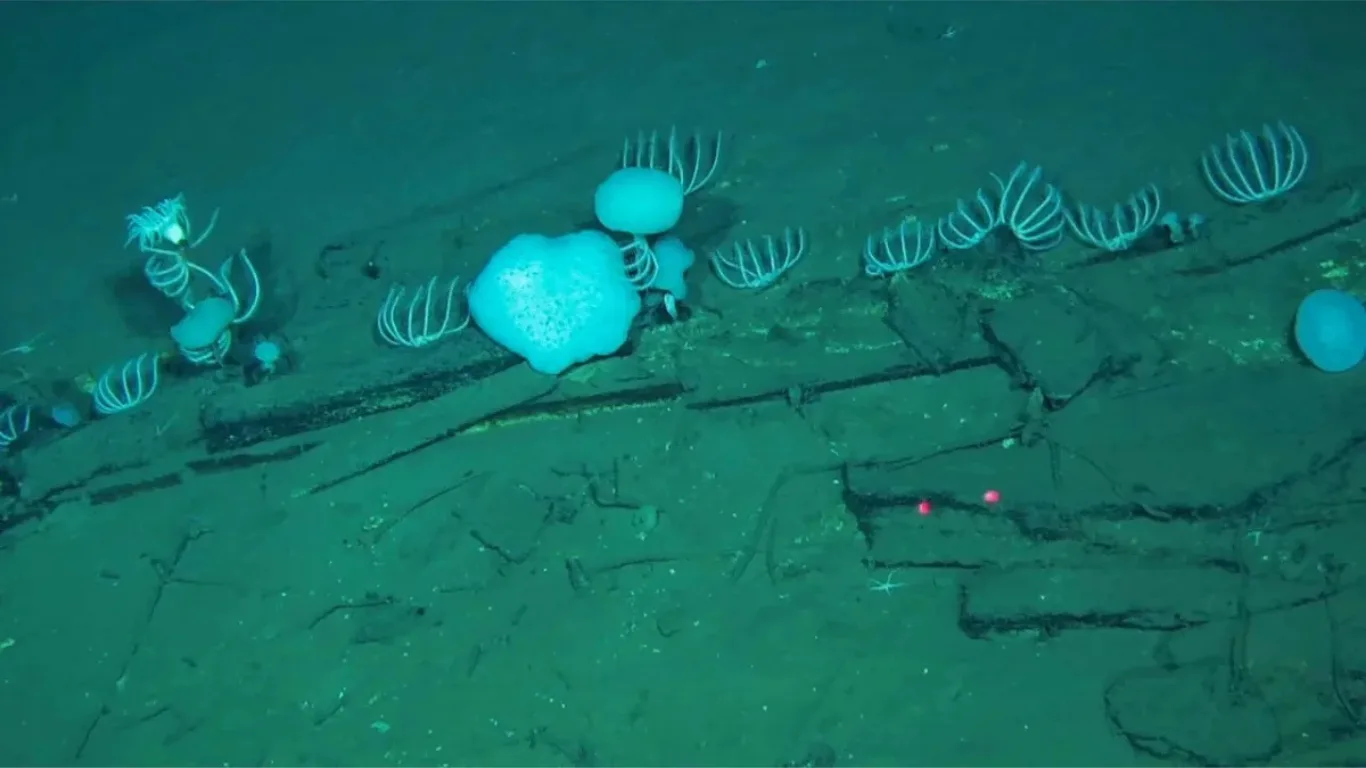 Ancient whale graveyard discovered in the Indian Ocean: scientists are amazed