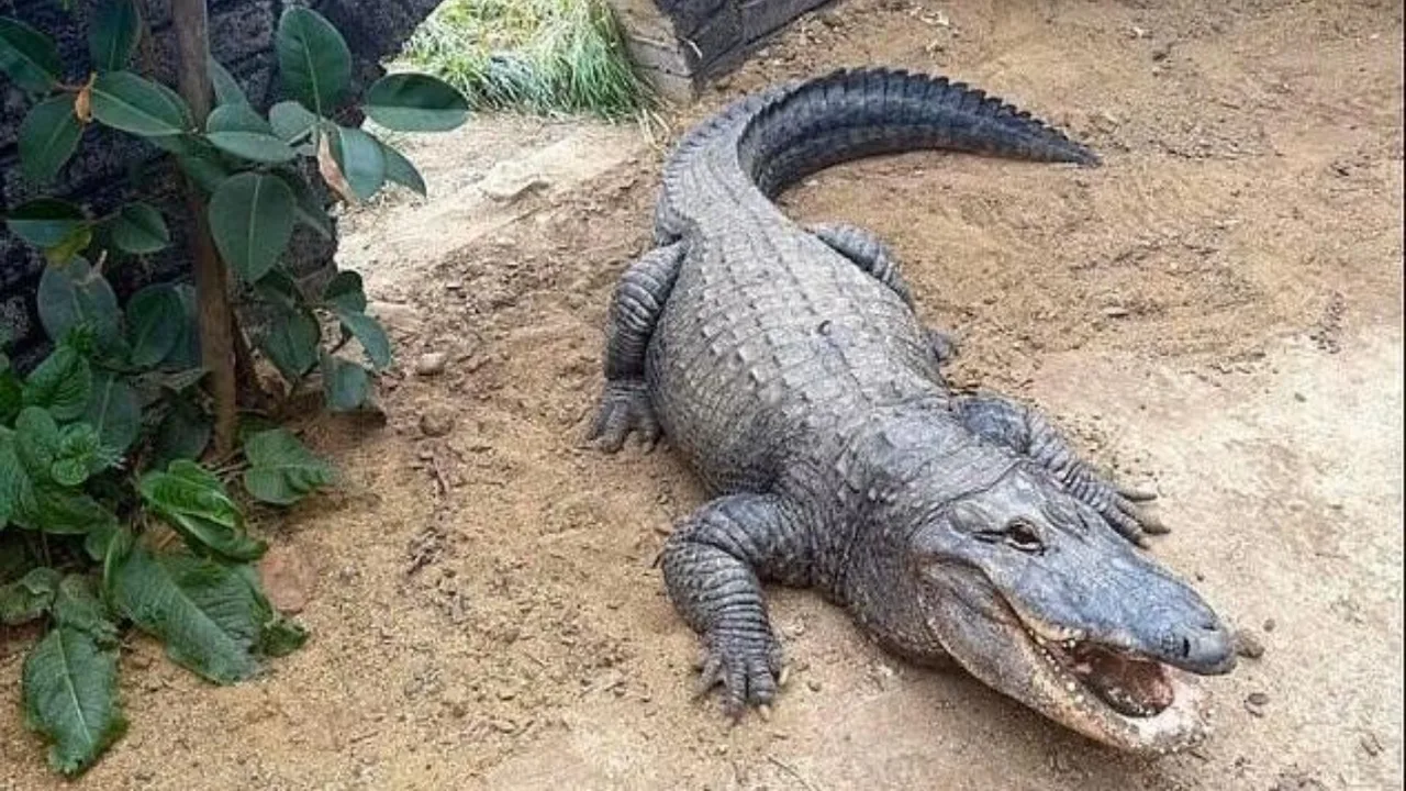 Three-Year-Old Boy Thrown into Crocodile Enclosure in England