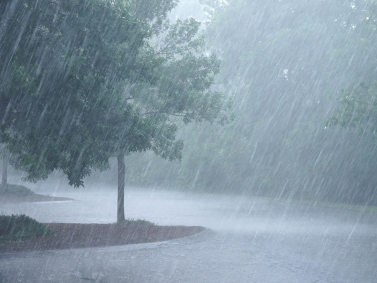 Heavy rain is falling on an asphalt road among green trees.