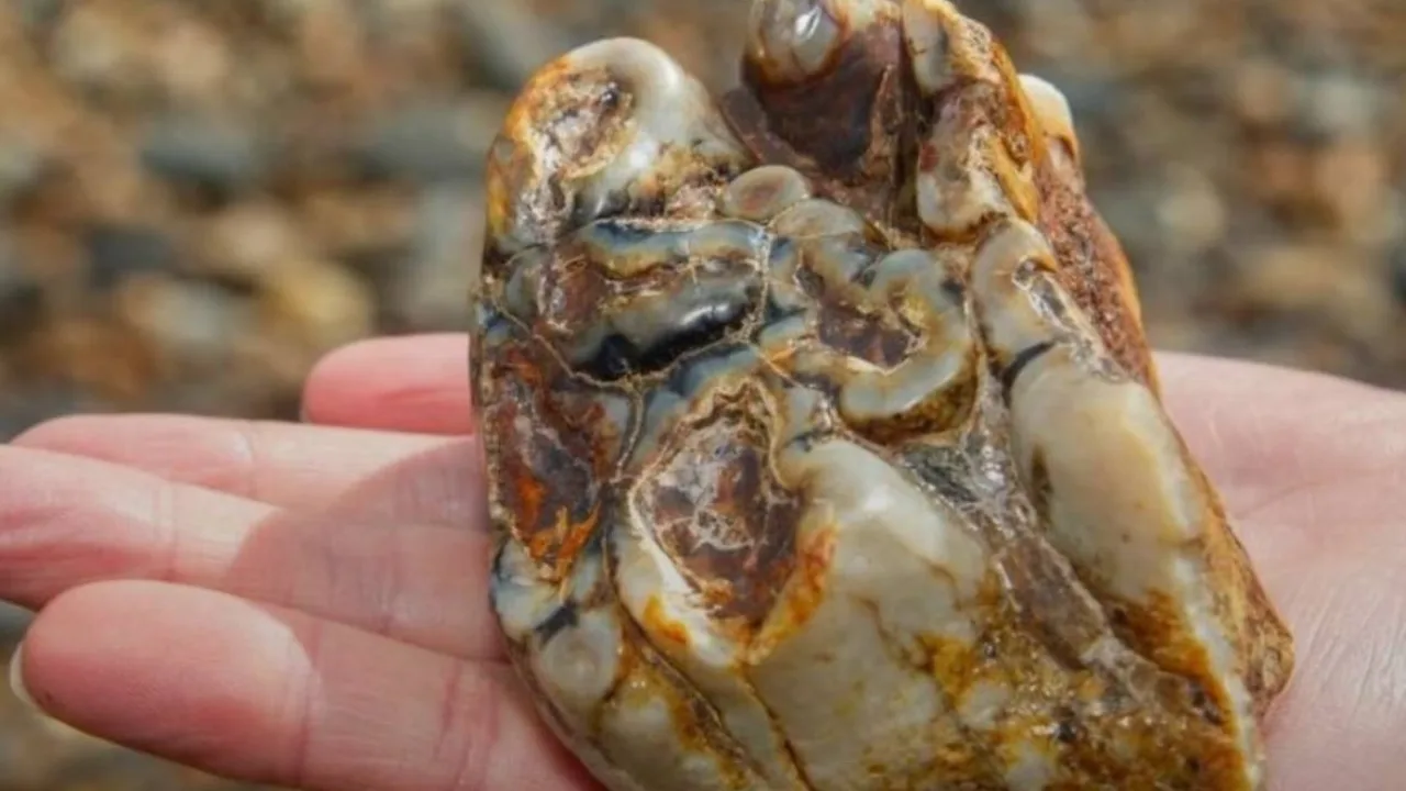11-Year-Old Boy's Beach Discovery in England Stuns Scientists