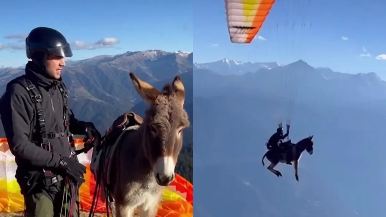 Donkey paragliding: video causes a stir on social media