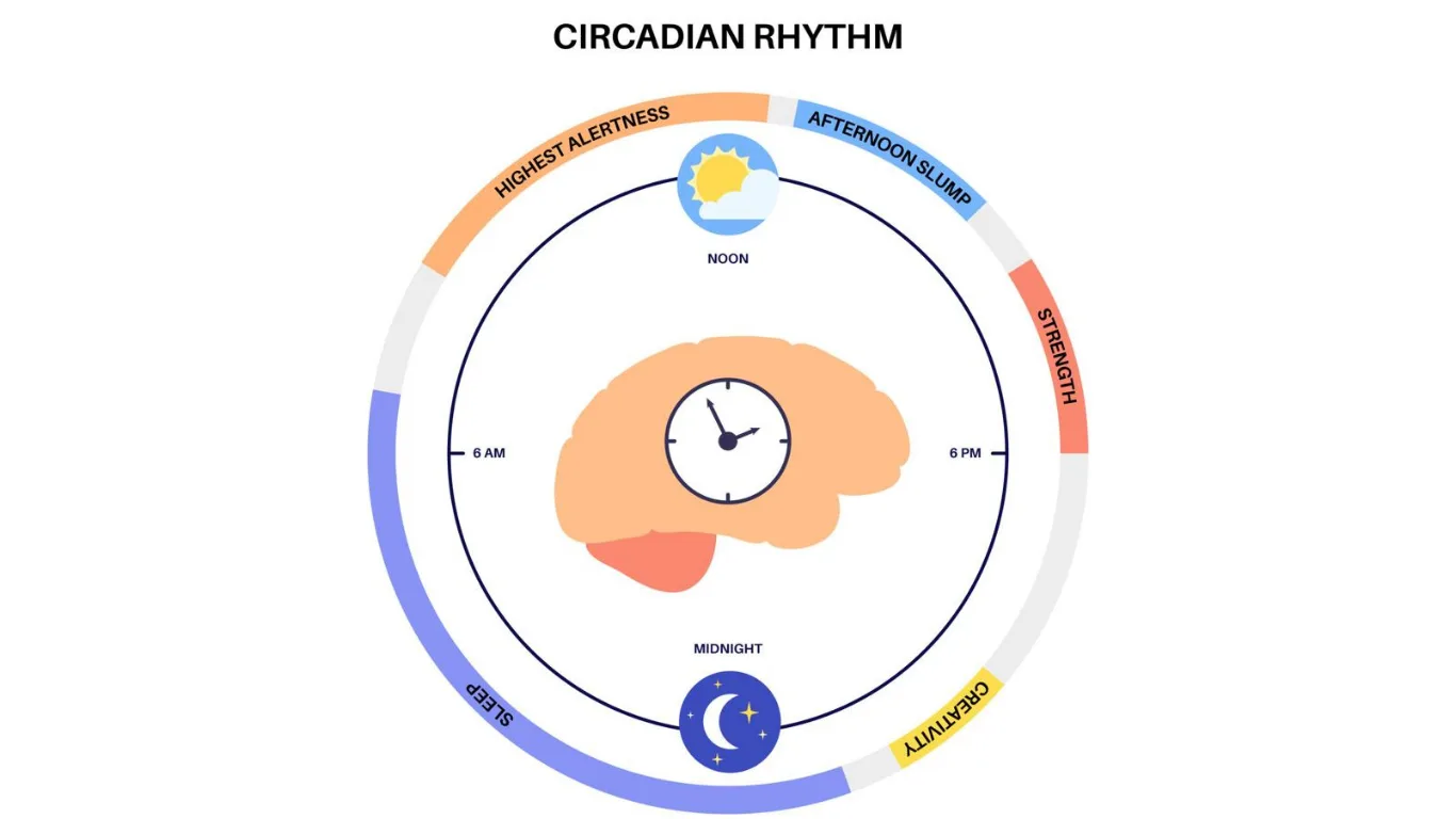 Sirkad ritm bosqichlarini ko'rsatuvchi miya va soat tasvirlangan infografika.