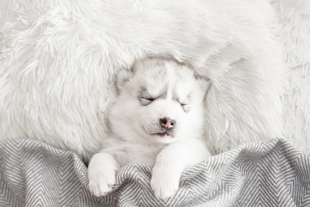 New under-pillow speaker helps combat insomnia