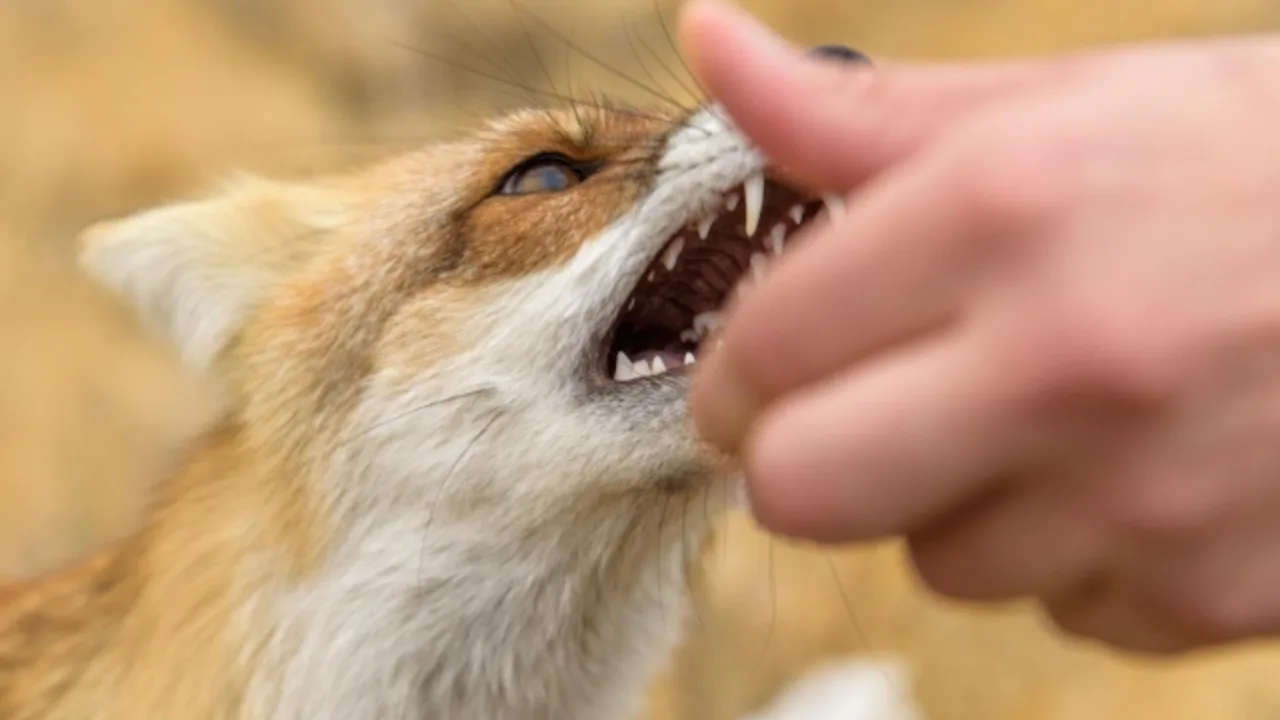 Man dies in Kashkadarya after being scratched by a fox