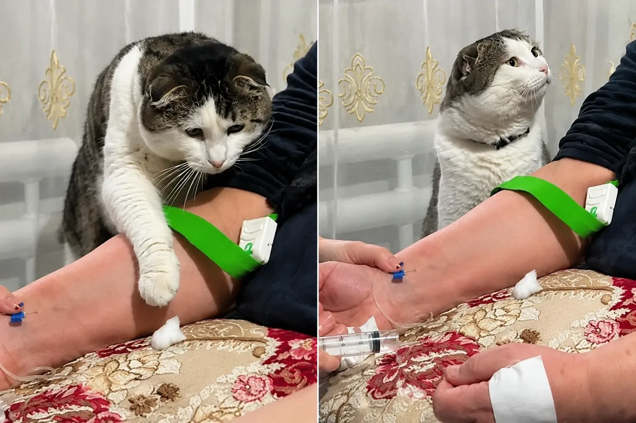 Un chat qui ne quitte pas son propriétaire d'une seule seconde émeut les internautes