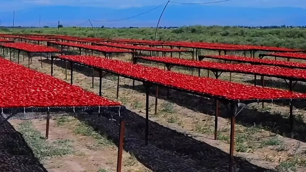 Dried tomatoes grown in Kashkadarya making their way to European and Asian markets