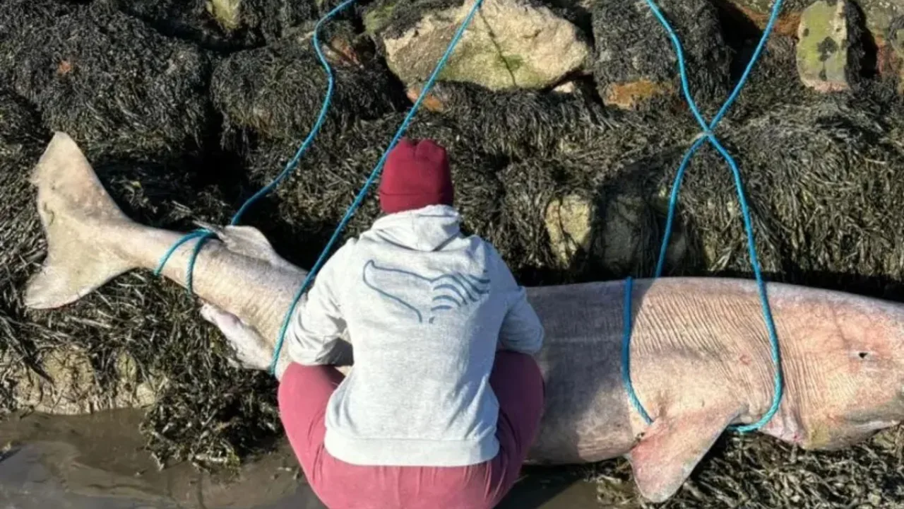 Toshlar orasida ko'k arqon bilan bog'langan yirik akula yonida bir kishi o'tiribdi.