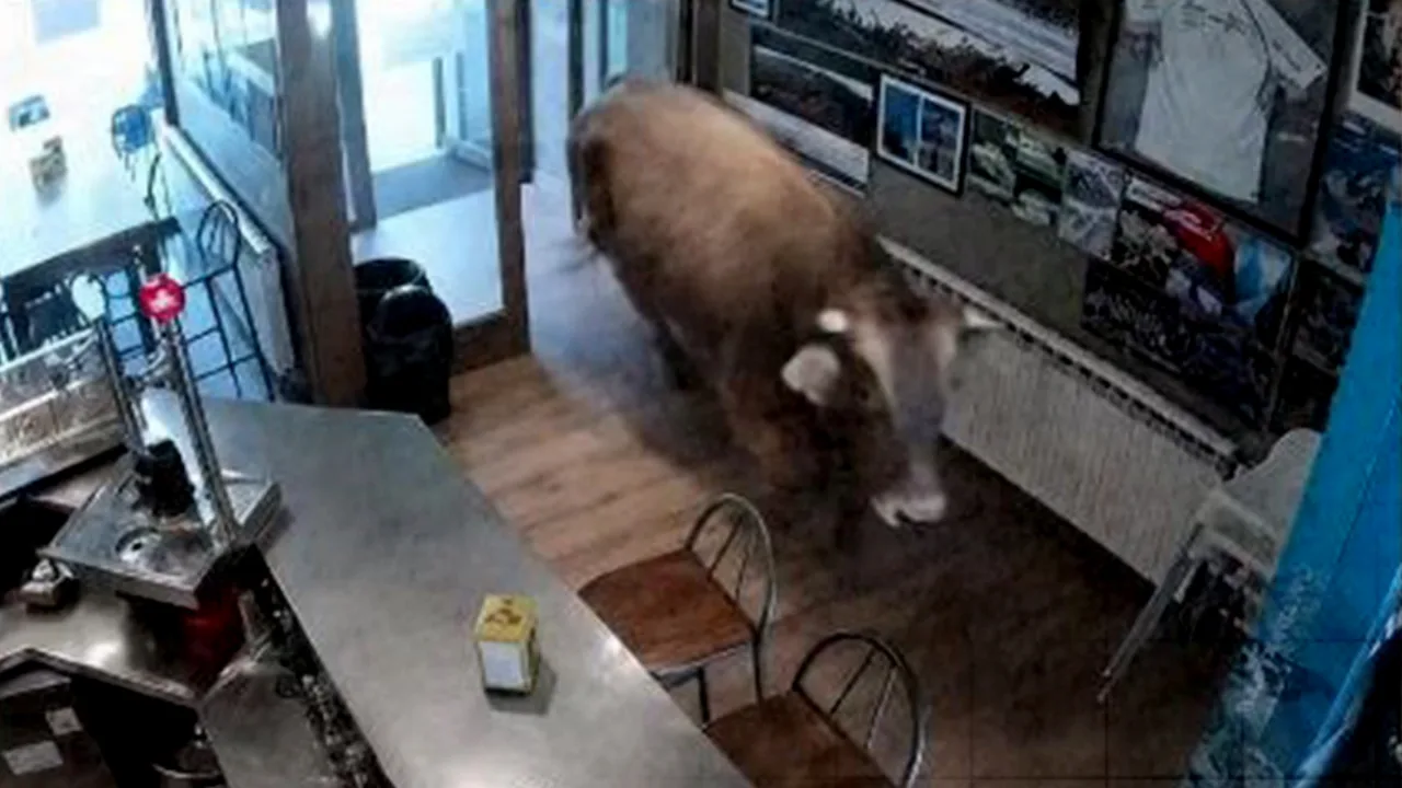 Huésped inesperado en el café: un toro de 900 kilos (video)