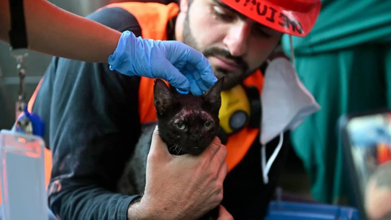 Cat found alive after being trapped under rubble for a month