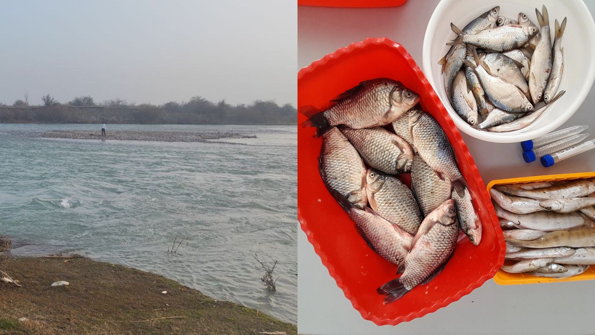 Scientists detect hazardous substance in fish from the Syr Darya