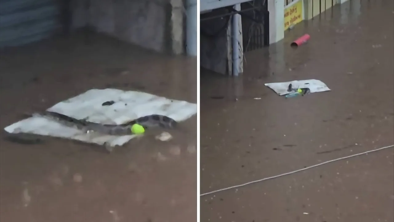 Heavy rains and flash floods in India bring a floating boa constrictor, terrifying residents