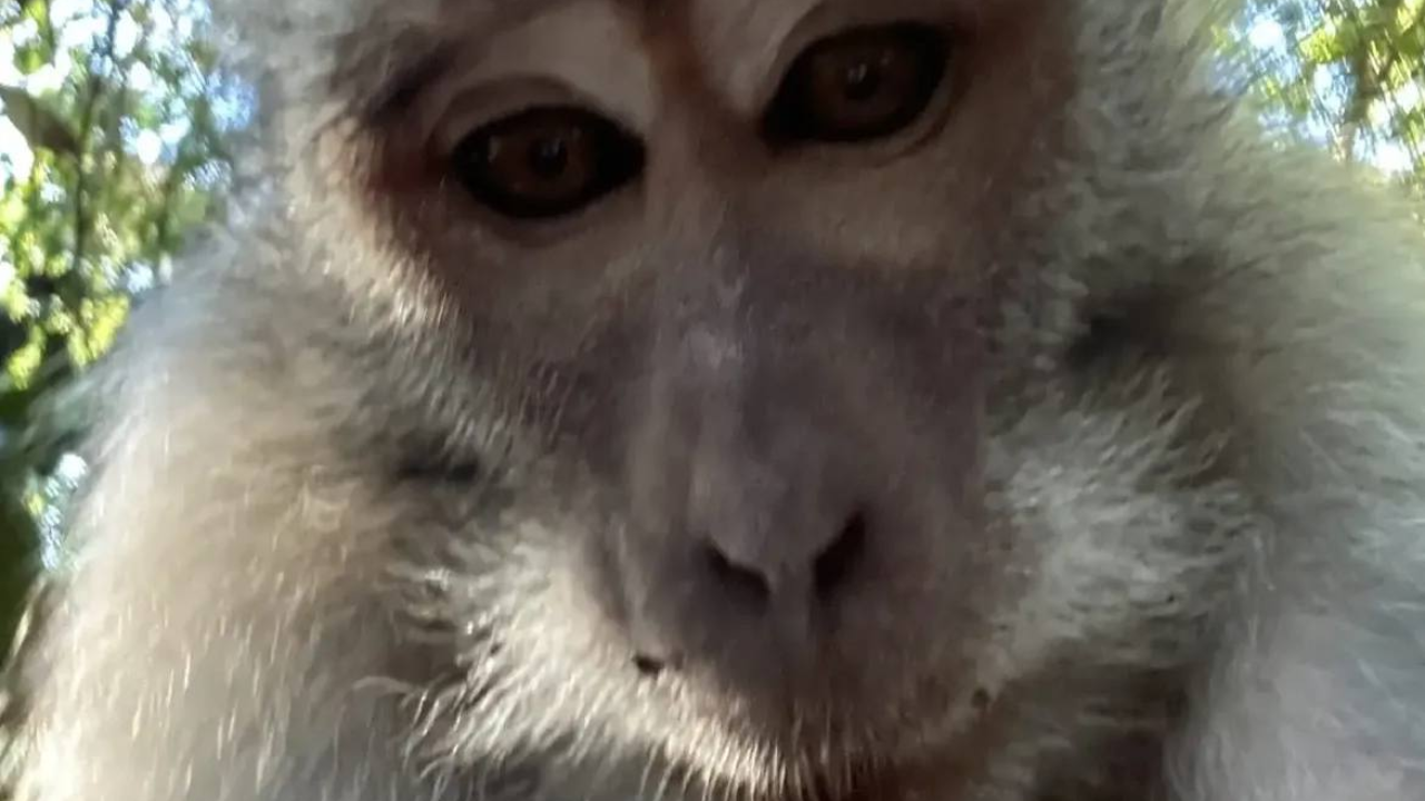 Affe auf Bali stiehlt Handy von Touristen und macht dutzende Selfies