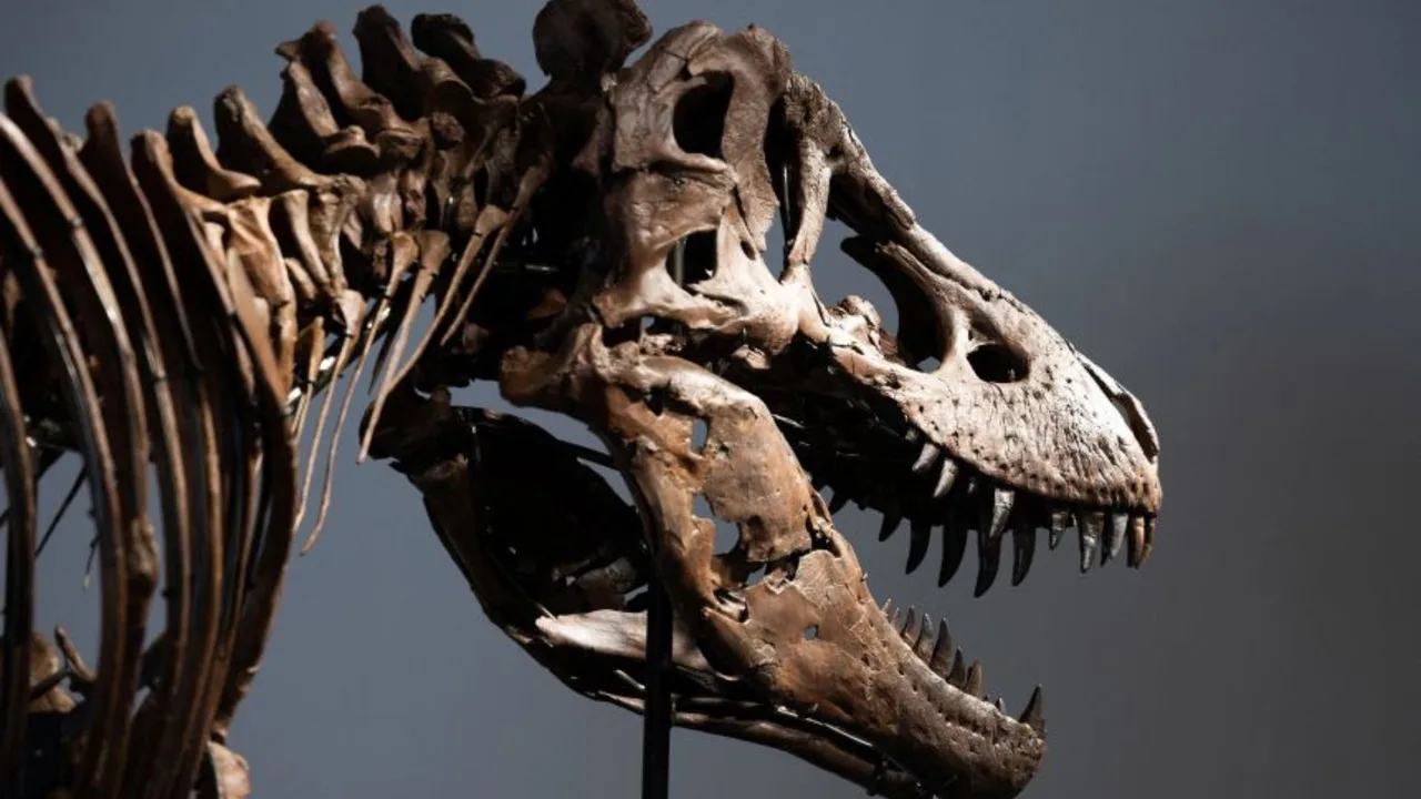 Tiranozavrning yon tomondan ko'ringan bosh va qovurg'a skeleti.