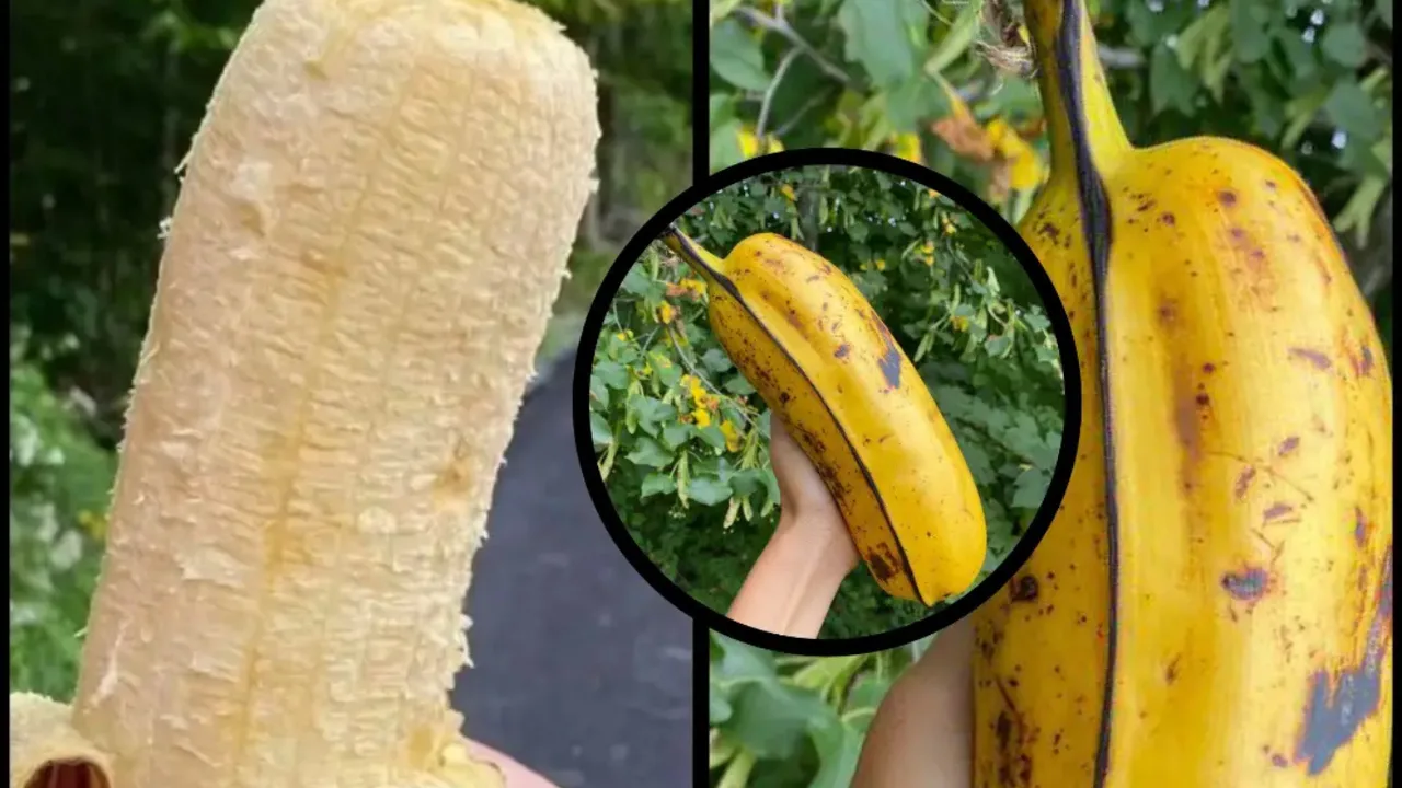 Дунёдаги энг йирик банан ҳақида эшитганмисиз?
