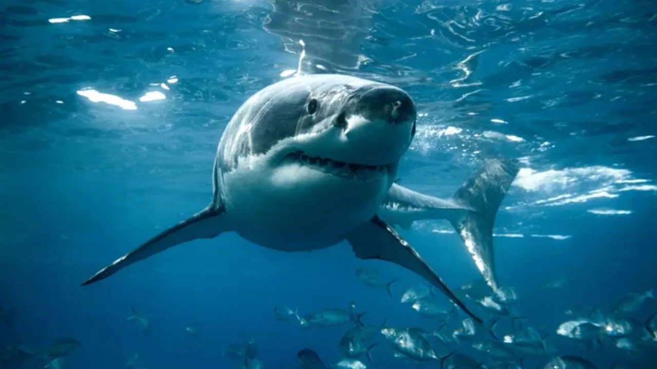 A white shark swimming over a school of fish under blue water.