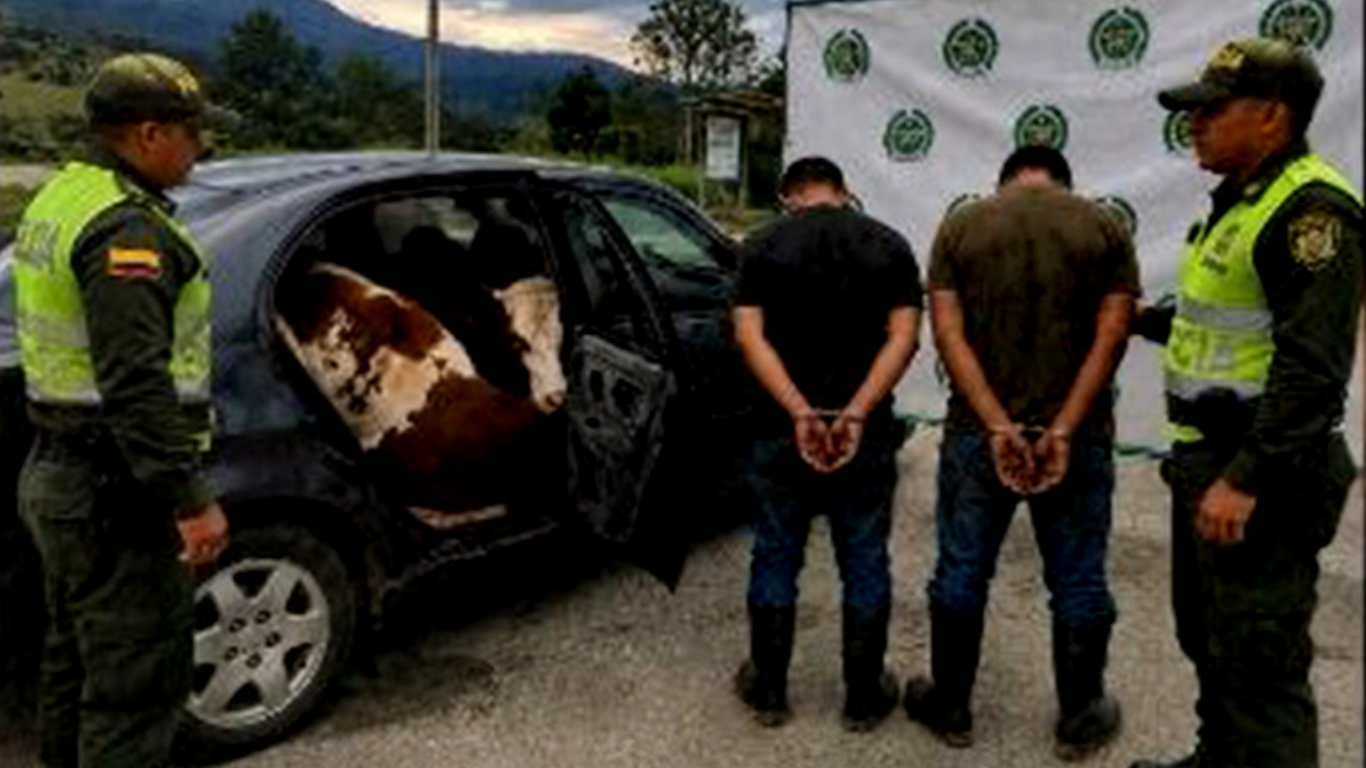 En Colombie, une odeur étrange a permis de démasquer des voleurs de vaches