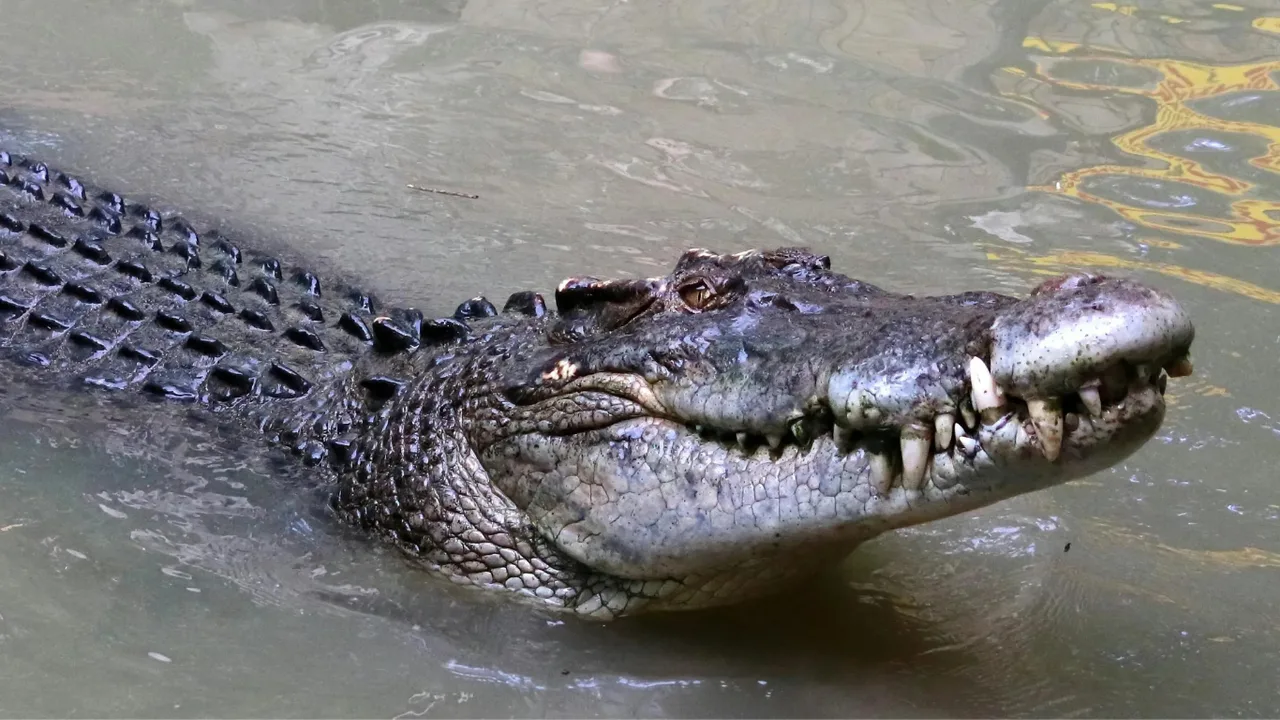 Crocodile attacks 12-year-old boy in India