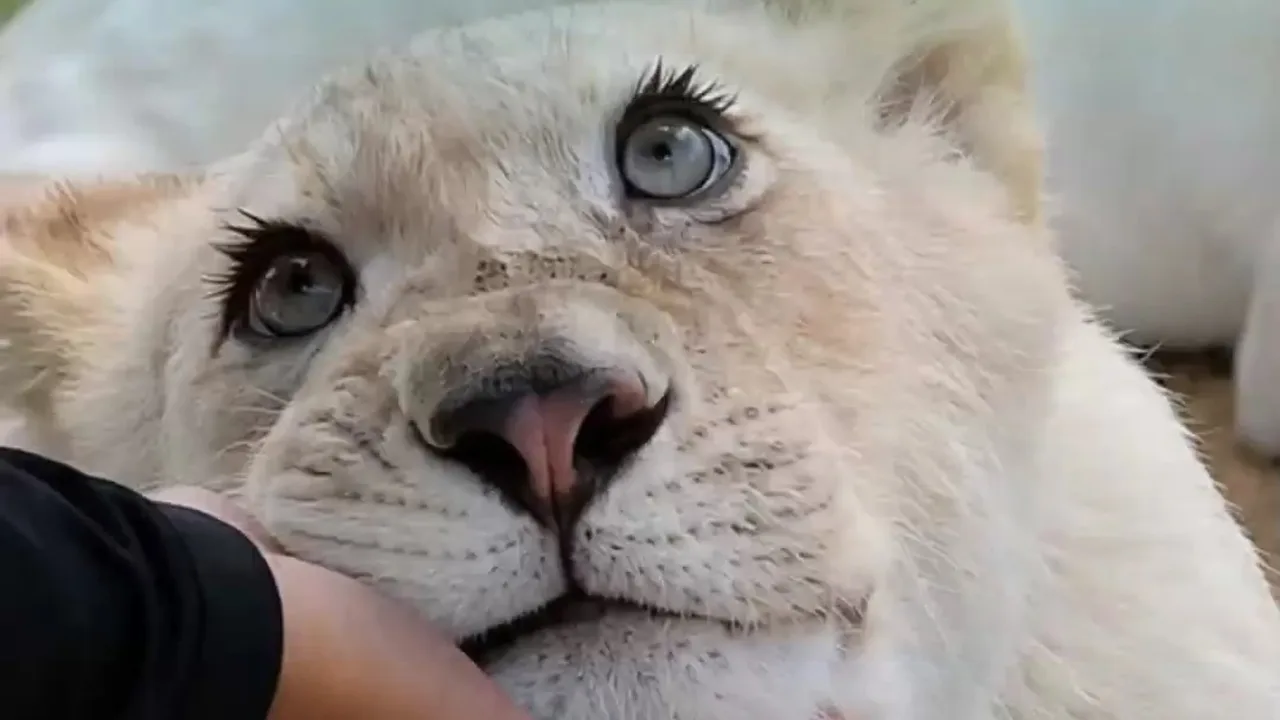Long-lashed lioness becomes a social media star