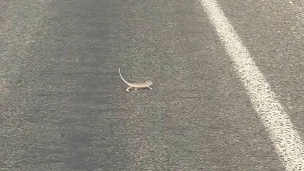 Chameleon That Tested Driver's Patience Boosts Everyone's Mood (Video)