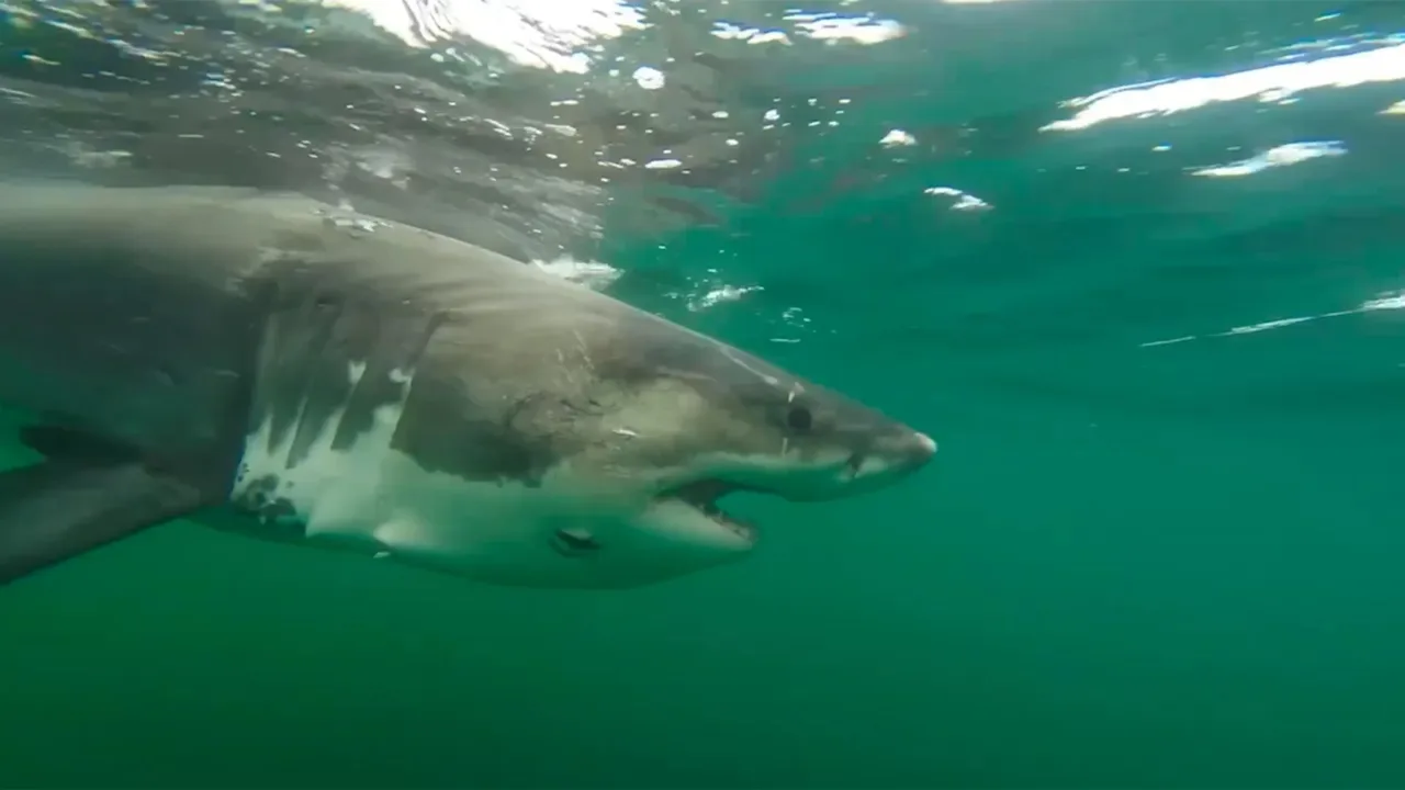 Белая акула плавает под водой в зеленоватой воде.