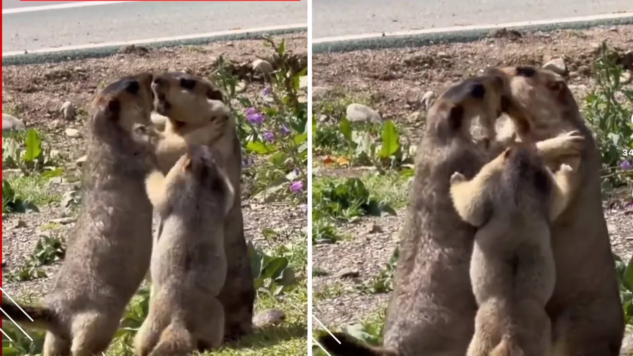 Marmot pup trying to separate its fighting parents sparks warm reactions online