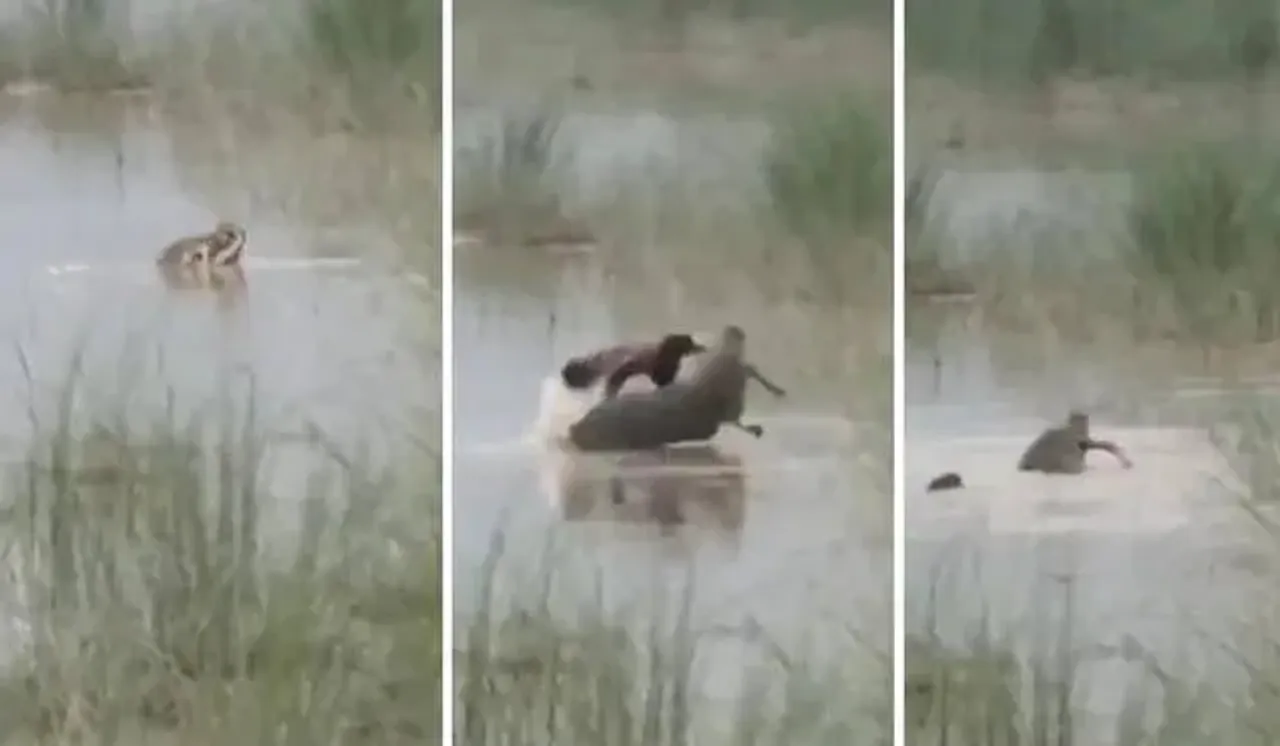 Crocodile attacks boy standing by the river