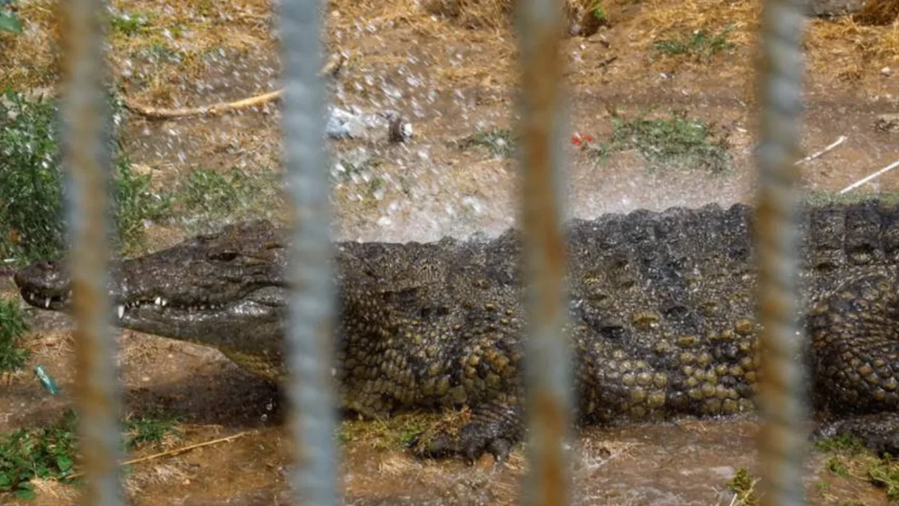 Israel plans to surround prison with crocodiles to prevent escapes