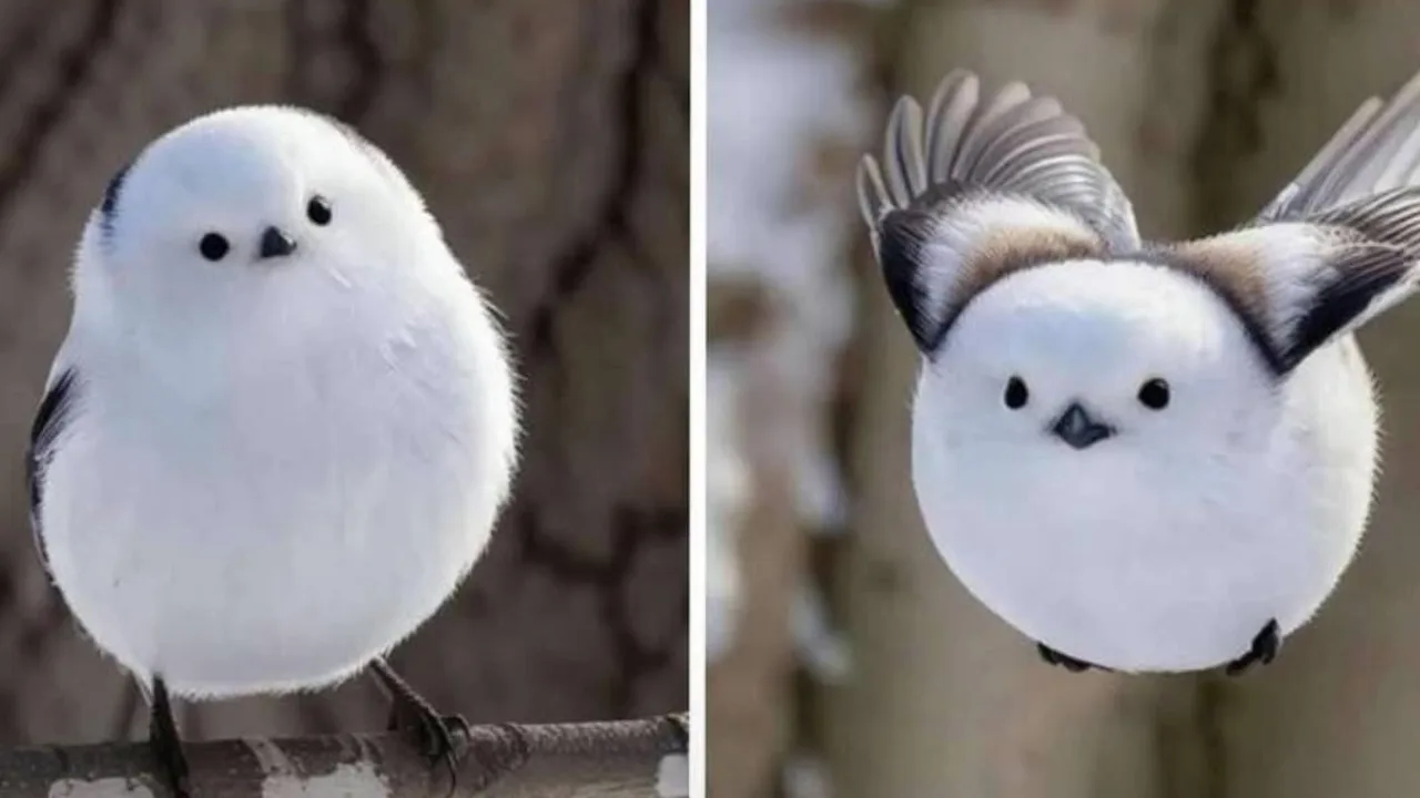 Warum trägt der flauschige kleine Vogel den Namen „Japanische Schnee-Fee“?