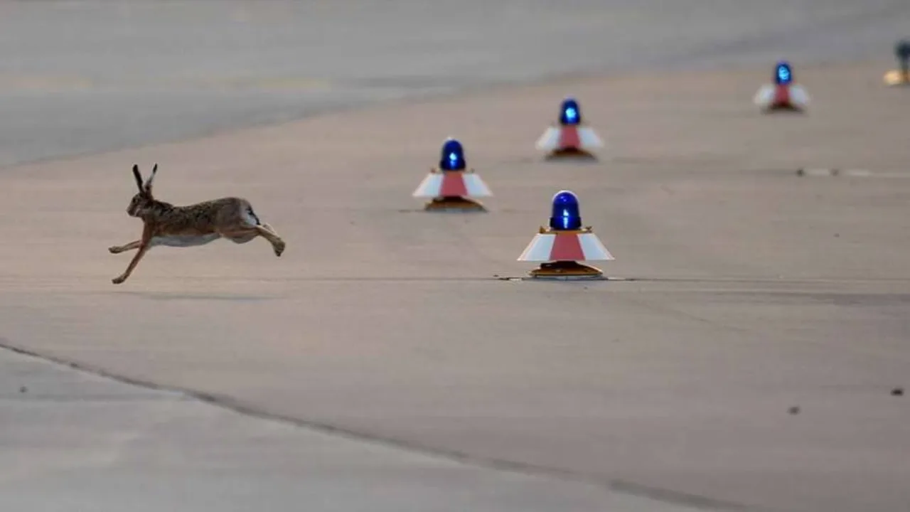 Rabbit on the runway disrupts three flights