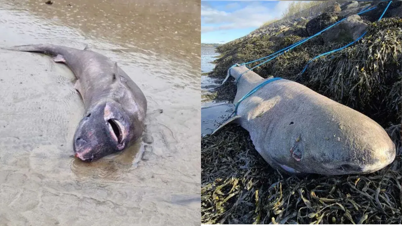 Rare shark that can live up to 500 years found on the Irish coast